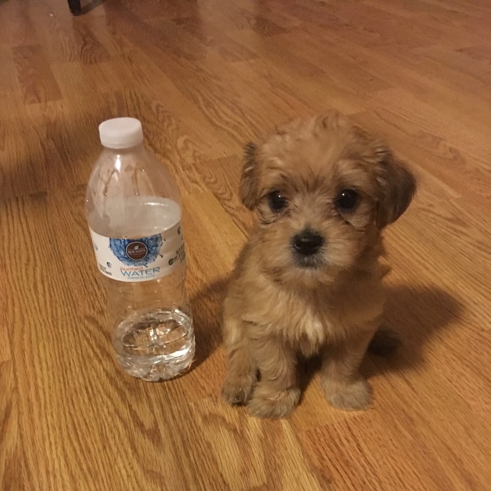 Meet your Posher, Yo